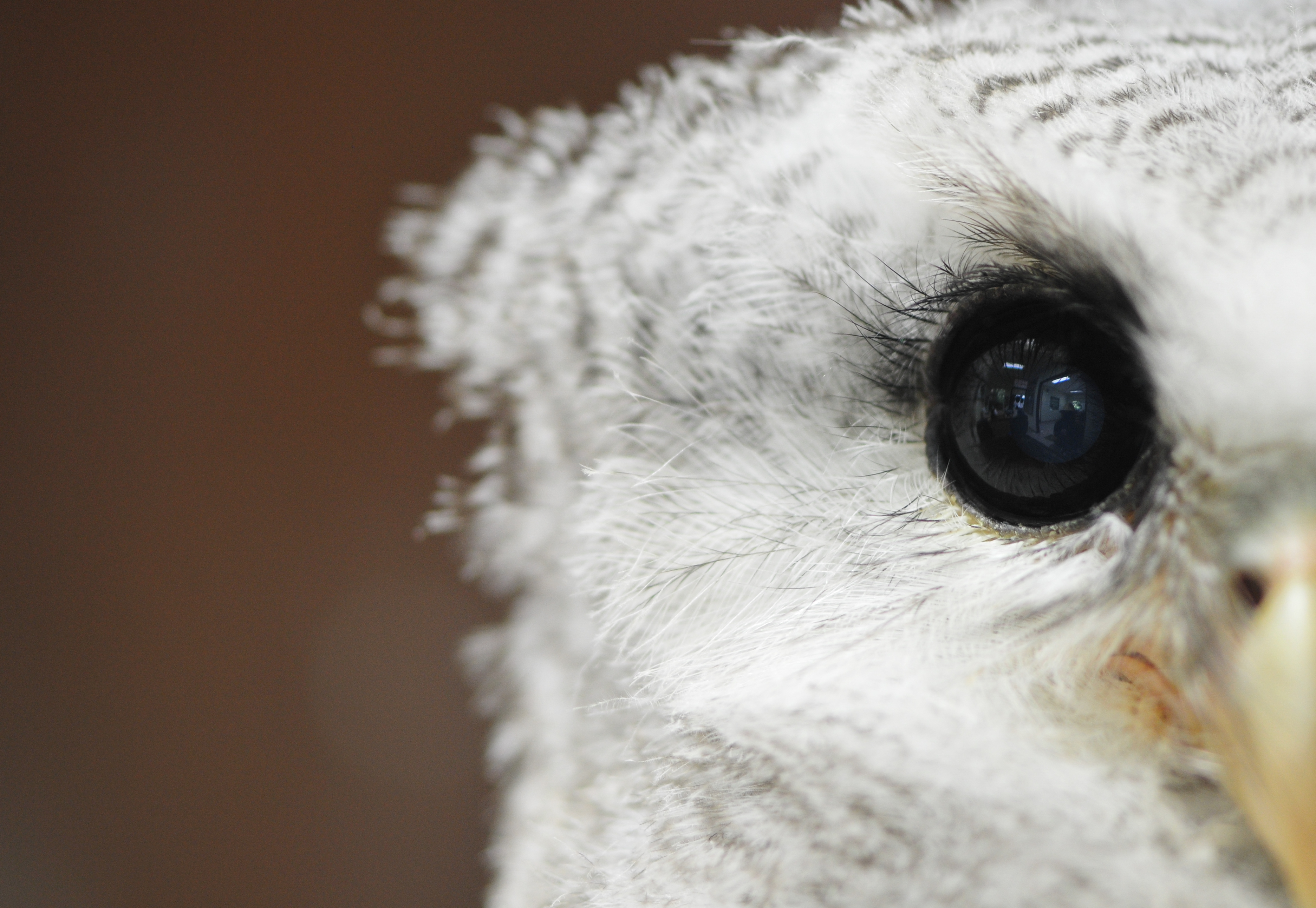 Beautiful White Owl Close-Up.jpg